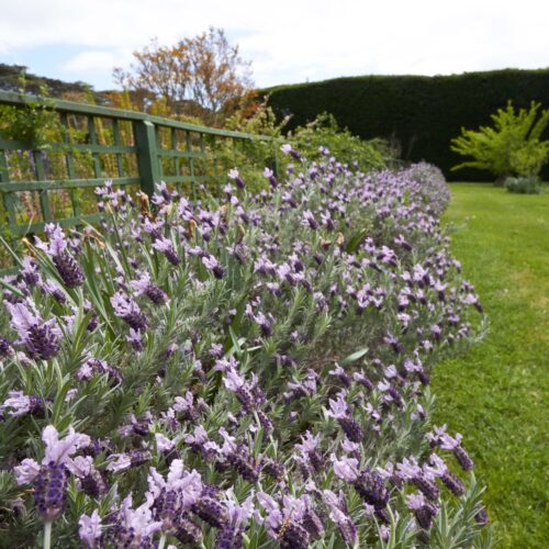 Herb hedges you can grow yourself Lavandula stoechas